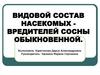 Видовой состав насекомых - вредителей сосны обыкновенной