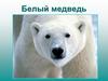Белый медведь