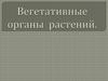 Вегетативные органы растений