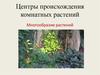 Центры происхождения комнатных растений. Многообразие растений
