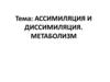 Ассимиляция и диссимиляция. Метаболизм