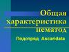 Общая характеристика нематод. Подотряд Ascaridata. Аскариоз свиней