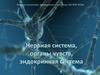 Нервная система, органы чувств, эндокринная система
