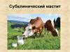 Субклинические маститы. Открытое занятие