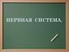 Нервная система человека