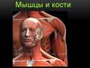 Мышцы и кости человека
