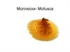Моллюски - Mollusca