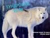 Тундровый волк