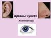 Органы чувств. Анализаторы