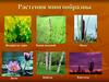 Растения многообразны