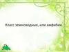 Класс земноводные, или амфибии