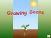 Growing Beans