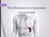 Особенности строения селезенки