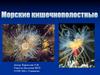 Морские Кишечнополостные