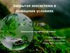 Закрытая экосистема в домашних условиях