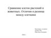 Сравнение клеток растений и животных.  Отличия между клетками