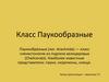Класс Паукообразные. Паукообразные, как и насекомые