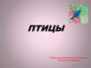 Птицы. 7 класс