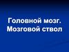 Головной мозг. Мозговой ствол