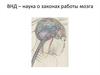ВНД – наука о законах работы мозга