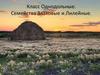 Класс однодольные. Семейство злаки и лилейные