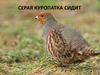 Серая куропатка