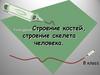 Строение костей, строение скелета человека