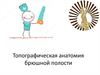 Топографическая анатомия брюшной полости