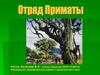 Отряд Приматы