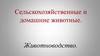 Сельскохозяйственные и домашние животные. Животноводство