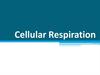 Cellular Respiration