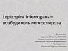 Leptospira interrogans – возбудитель лептоспироза