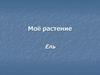 Моё растение. Ель