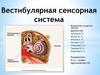 Вестибулярная сенсорная система