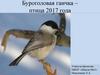 Буроголовая гаичка – птица 2017 года. Паровозик из «Синичкино»