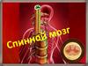 Спиной мозг