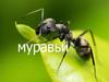 Муравьи