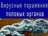 Вырусные поражения половых органов