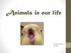 Animals im our life