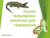 Самые популярные рептилии для террариума