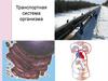 Транспортная система организма