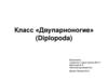 Класс «Двупарноногие» (Diplopoda)
