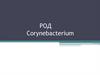 Род Corynebacterium