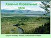 Хвойные бореальные леса
