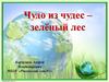 Чудо из чудес - зелёный лес