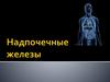 Надпочечные железы