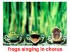 Frogs singing in chorus