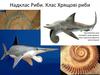 Надклас Риби. Клас Хрящові риби