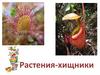 Растения-хищники