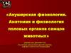 Акушерская физиология. Анатомия и физиология половых органов самцов животных